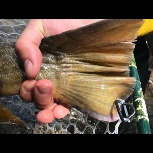 Meet your Posher, Randy